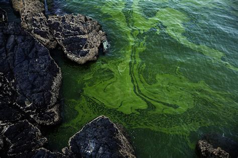 Growing algae bloom in Arabian Sea tied to climate change