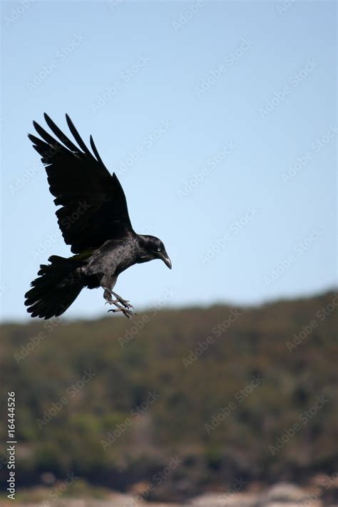 Crow swooping down in flight. Stock Photo | Adobe Stock