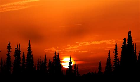 Sunset Orange Forest 4k Wallpaper,HD Nature Wallpapers,4k Wallpapers ...