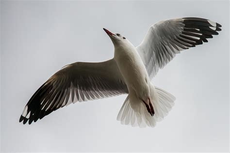 Brown-headed gull (Chroicocephalus brunnicephalus)