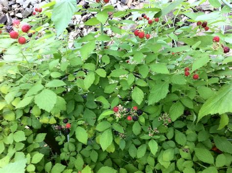 Black Raspberry Harvest - Growing In My GardenGrowing In My Garden