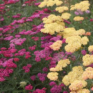 Achillea Varieties - Nurseries Online USA