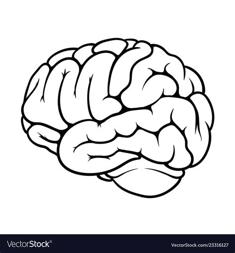 Outline of a brain on the white background Vector Image