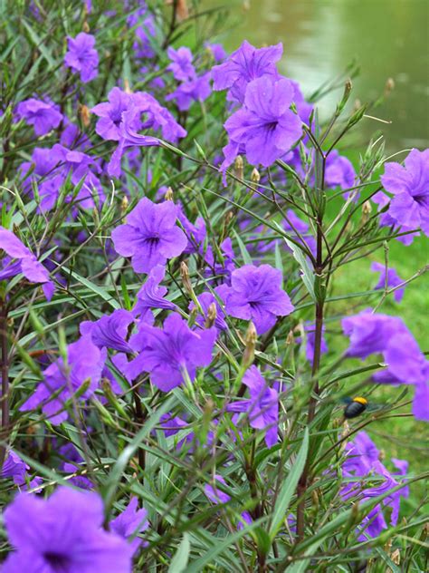 2 Mexican Petunia Plants (ruellia brittoniana) – Urban Perennials