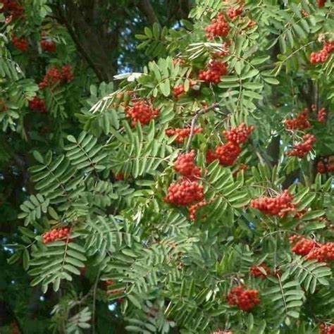 European Mountain Ash Tree Seeds (Sorbus aucuparia) 100+Seeds ...