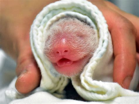 Panda gifted to Taiwan by China gives birth to 2nd cub in Taipei Zoo ...