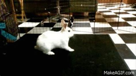 Bunny Binky on Make a GIF