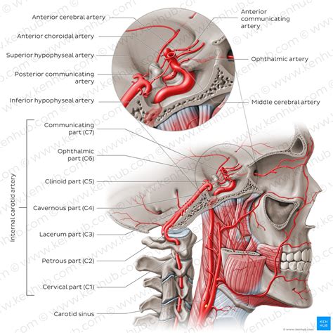 Internal carotid artery: Anatomy, segments and branches | Kenhub