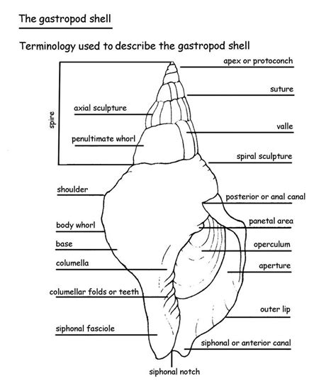 bivalve shell anatomy at DuckDuckGo