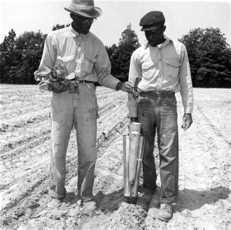 planting tobacco with a hand planter. | American farming, The past ...