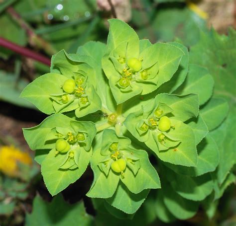 Free photo: Euphorbia Flowers - Beauty, Bloom, Euphorbia - Free ...