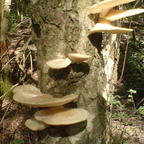 Pearl Oyster Mushroom Log Kit | Eco Gifts