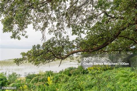 23 Lake Hawassa Stock Photos, High-Res Pictures, and Images - Getty Images