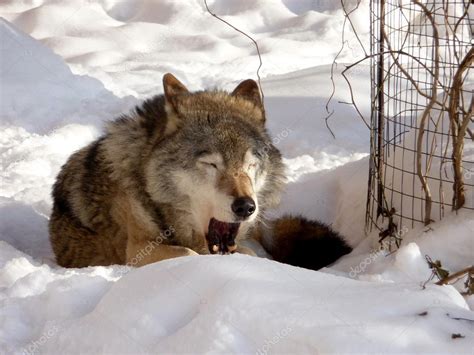 Jawing wolf on snow — Stock Photo © tomatto #3768935