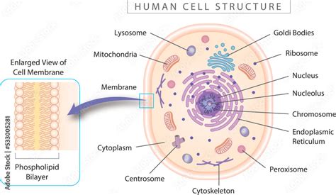 Human cell structure diagram with enlarged view of cell membrane ...