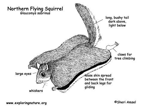 Squirrel (Northern Flying)