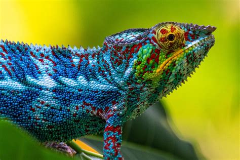 Why Do Chameleons Change Color and How Do They Do It? | Color Meanings