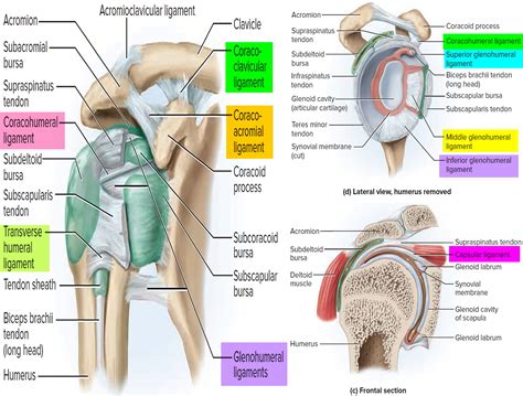 Ligaments - Thumb, Shoulder, Elbow, Hip, Knee and Ankle Ligaments