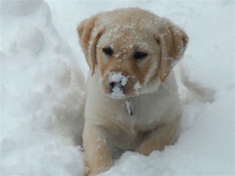 🔥 Download Animals Jpg by @katelynj93 | Snow Puppies Free Wallpapers ...