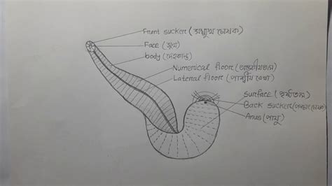 Hirudinaria manillensis(leech/জোক),,hsc biology-2 chupter-1 - YouTube