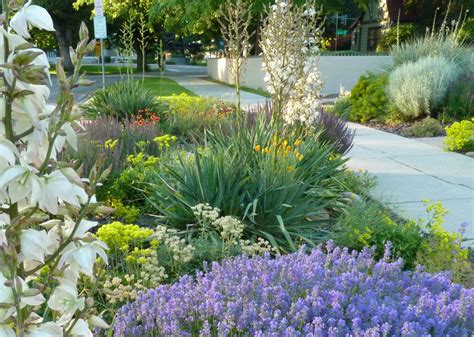 8 easy-care plants for parking strip gardens - Sunset Magazine