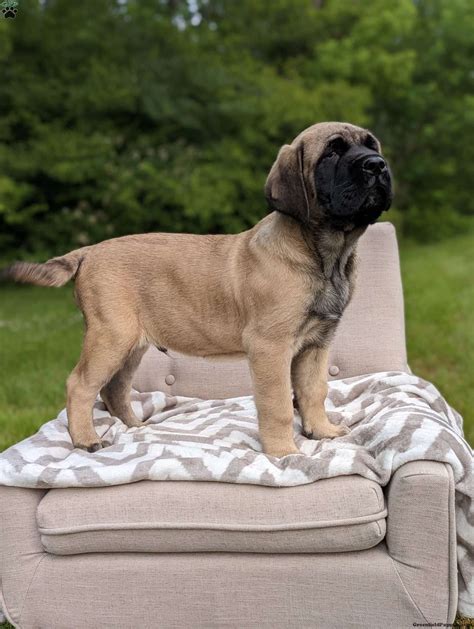 English Mastiff Puppies For Sale - Greenfield Puppies