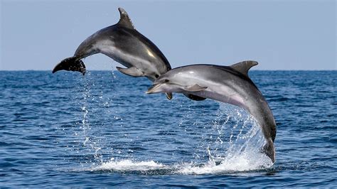 Los delfines se reconocen a través del gusto | Meer