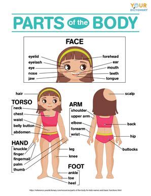 Parts Of The Nose And Their Functions For Kids