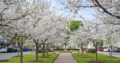 Cherry Blossom Festival 2024 Macon Ga - Eddi Marrilee