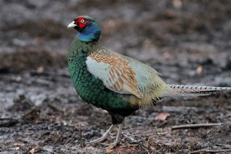 Green Pheasant – birdfinding.info