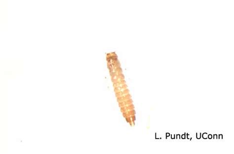 Rove Beetle Larva | Center for Agriculture, Food, and the Environment