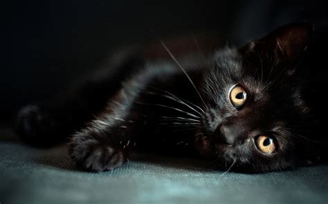 Black Cat Wallpapers - Top Free Black Cat Backgrounds - WallpaperAccess