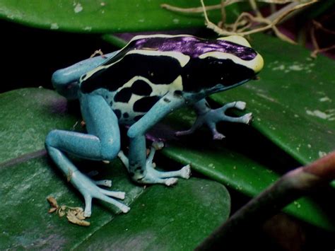 Dendrobates tinctorius | Frog, Poison dart frogs, Reptiles and amphibians