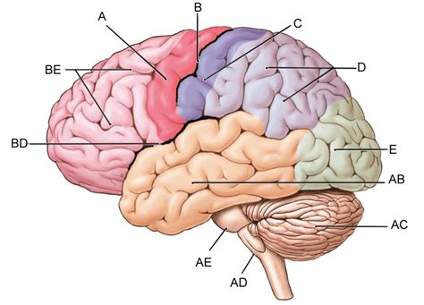 Labeling Brain Diagram