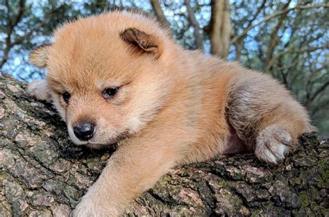 Shiba Inu Puppies For Sale | Savannah, GA #224859