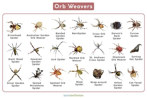 Orb-weaver Spider or Araneidae Facts, Identification, & Pictures