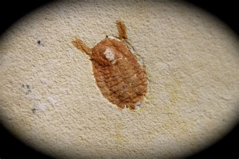 Fossil Isopod