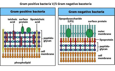 20 Key Difference between Gram-Positive and Gram-Negative Bacteria Cell ...