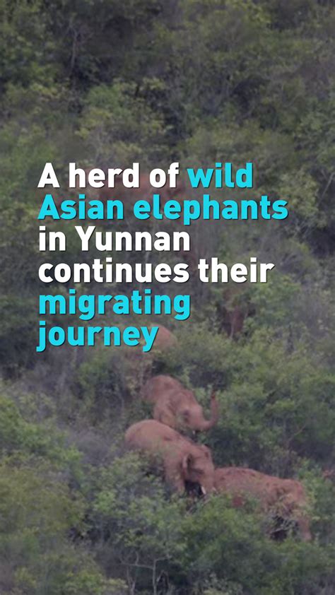 Migration of a herd of wild Asian elephants in Yunnan continues - CGTN