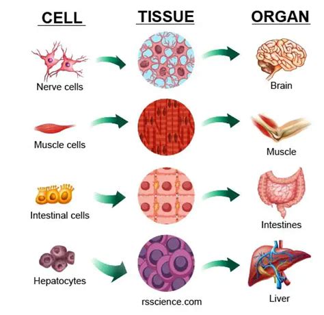 Which Of The Following Describes Organelle Structures That Plant And ...