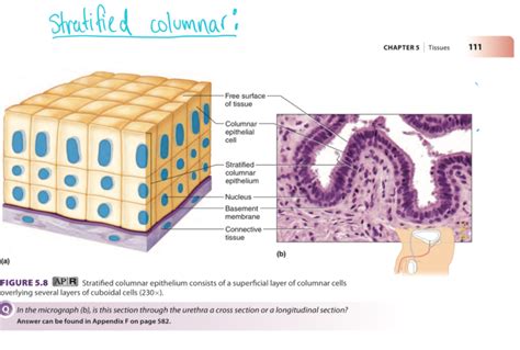 Stratified Columnar Epithelium Diagram | Quizlet