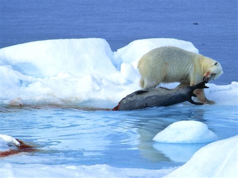 Climate Change Forces Polar Bears to Consume More Contaminants