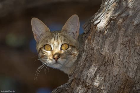 African Wildcat - Africa Geographic