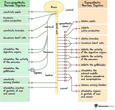 Sympathetic vs Parasympathetic Nervous System – MCAT Biology ...