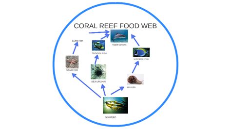 CORAL REEF FOOD WEB by Brian Brewington on Prezi Next