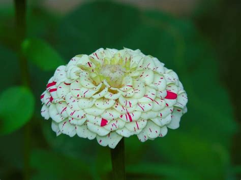 3 Important Facts About The Candy Cane Zinnia - Minneopa Orchards