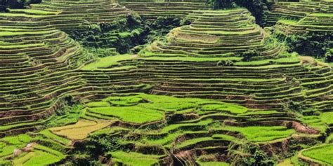 a photo of Ifugao rice terraces in the Philippines | Stable Diffusion ...