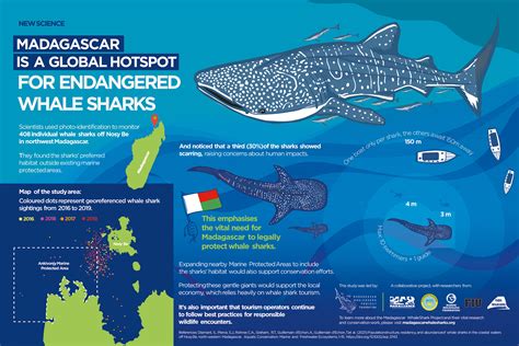 Research | Madagascar Whale Shark Project — Madagascar Whale Shark Project