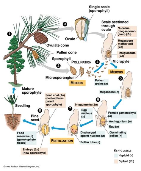 Ciclo de vida Pinus | Biology plants, Horticulture education, Gymnosperm