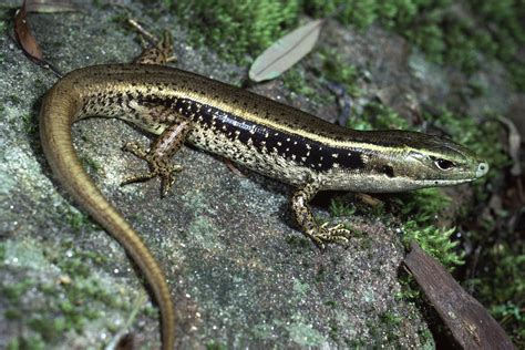 Eastern Water Skink - The Australian Museum